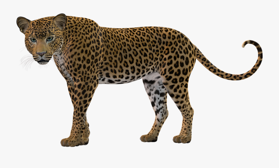 Transparent Cheetah Print Clipart - Leopard Silhouette Png, Transparent Clipart