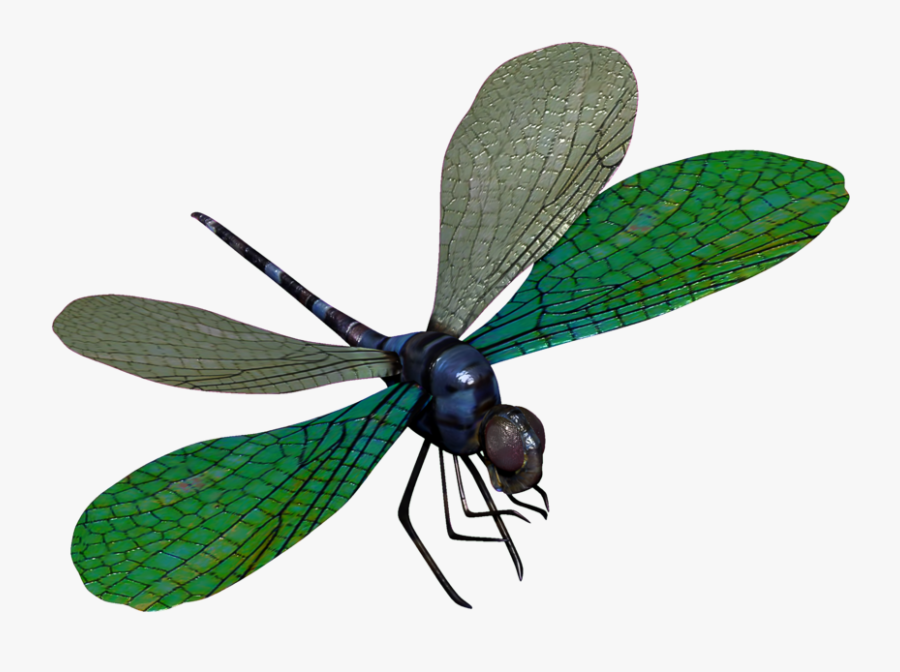 Download Dragonfly Transparent Png For Designing Projects - Dragon Fly