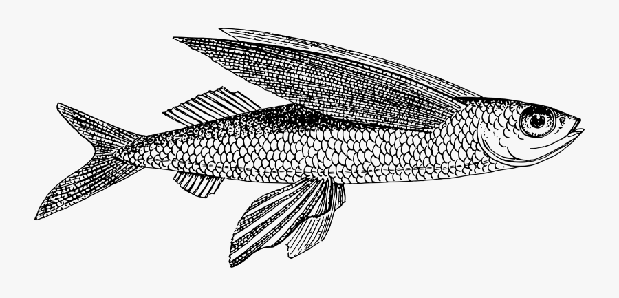 Flying Fish Clip Arts - Flying Fish Line Art, Transparent Clipart