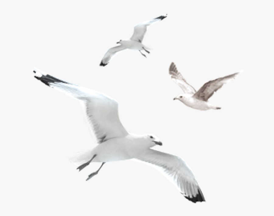 [Image: 151-1518541_flock-of-seagulls-png.png]