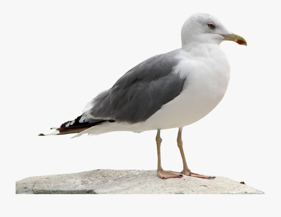 Gull Png - Seagull Png, Transparent Clipart