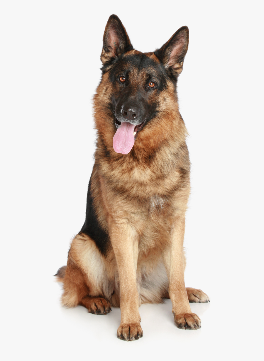 German Shepherd Png, Download Png Image With Transparent - German Shepherd Dog Png, Transparent Clipart