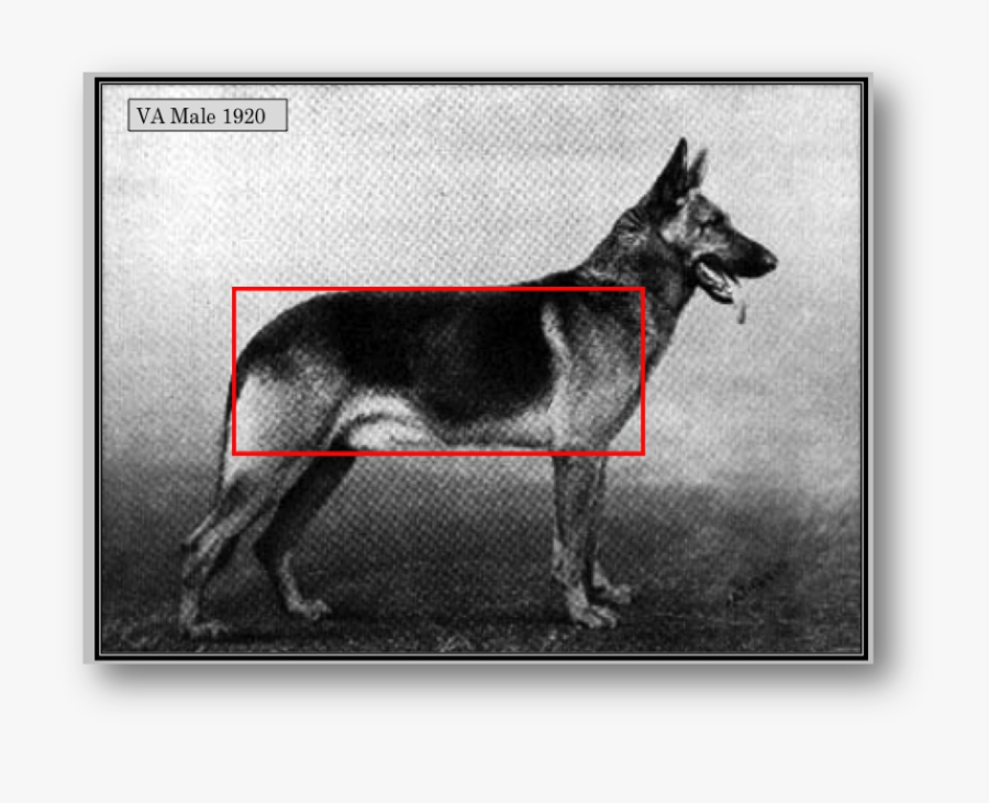 Picture - German Shepherd Evolution, Transparent Clipart