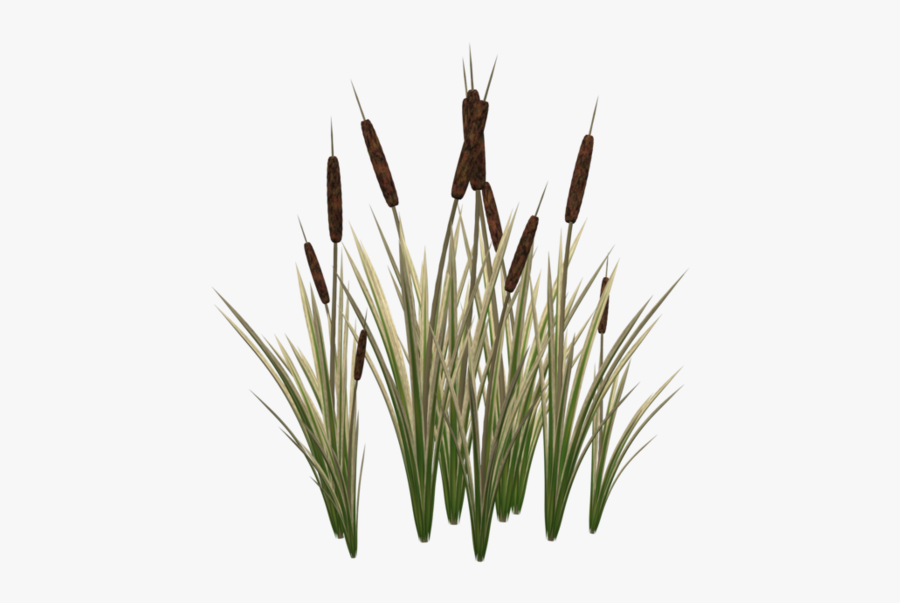 Typha Latifolia Cat Plant Tail Clip Art - Cat Tail Plant Png , Free