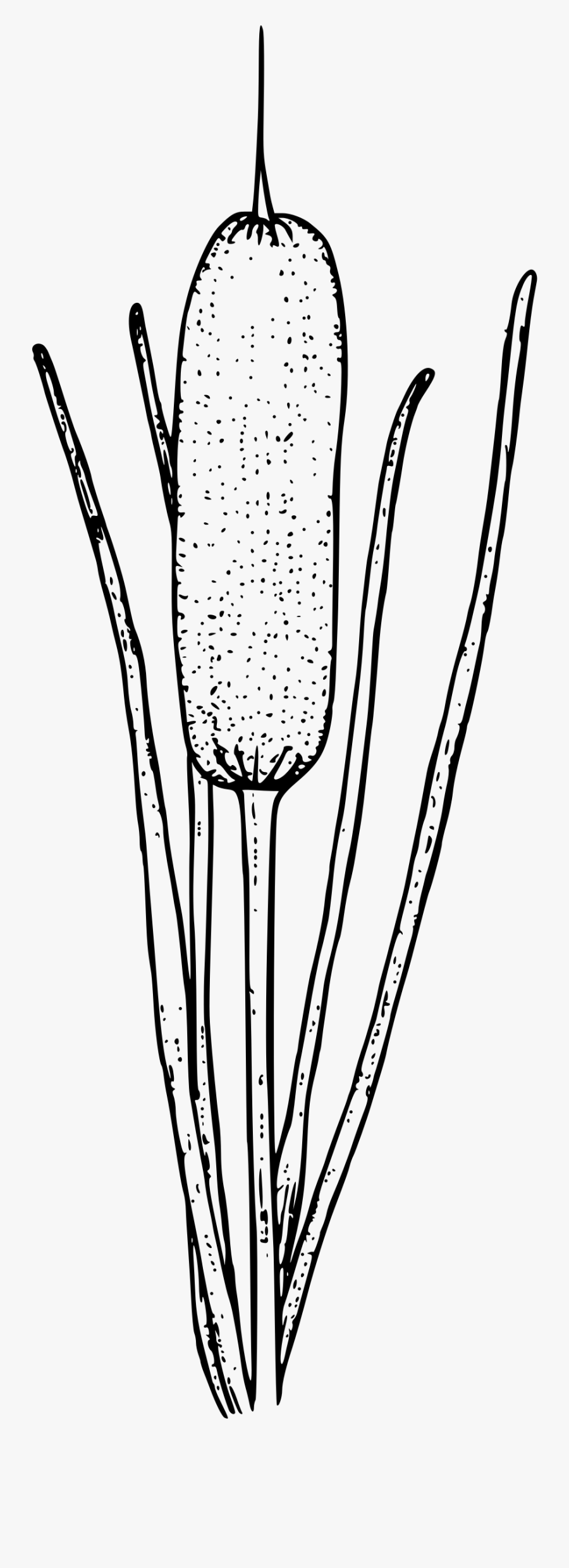 Cattails Coloring Page