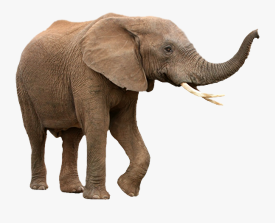 Walking Elephant Png Image - African Elephant White Background, Transparent Clipart