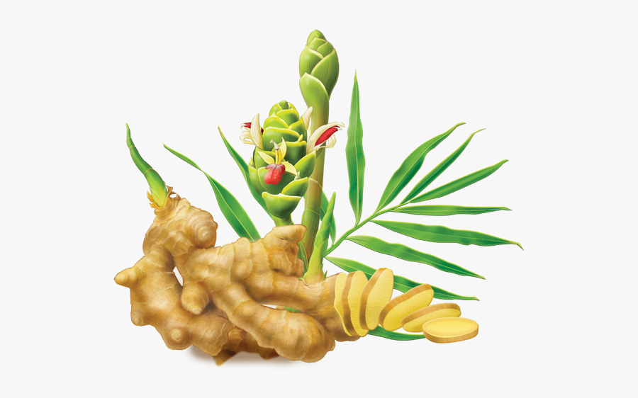 Ginger Png Image - Ginger Root And Flower, Transparent Clipart