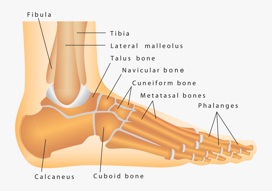 Clip Art Anatomy Spokane Valley Wa - Articular Cartilage Ankle, Transparent Clipart