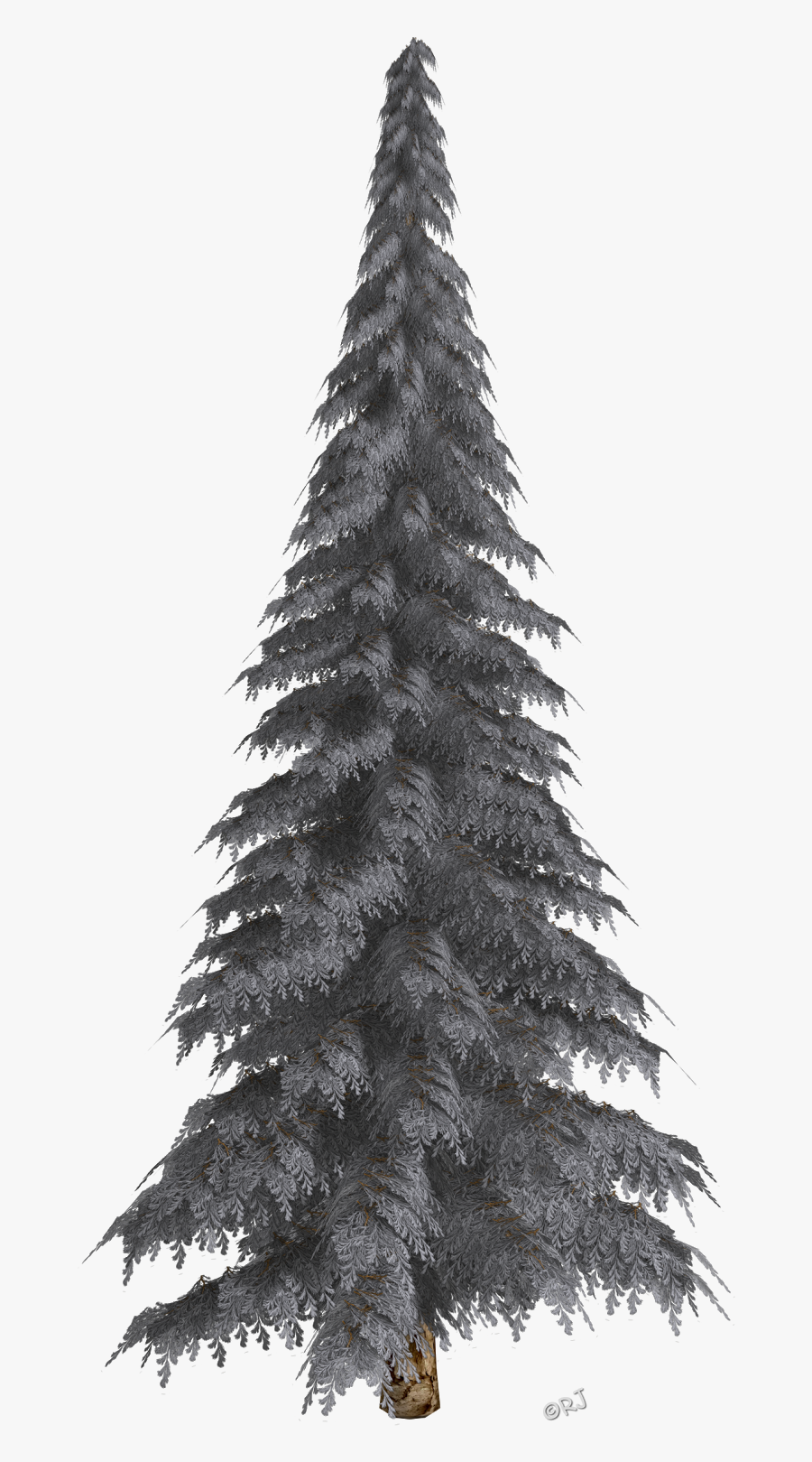 Shortleaf Black Spruce,balsam Fir,columbian Spruce,tree,yellow - Tree In The Winter Transparent Background, Transparent Clipart