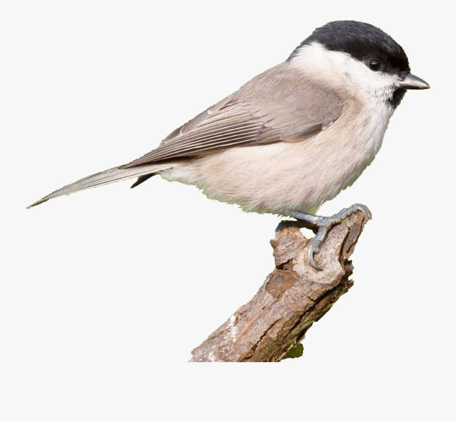 Every Bird Has The Potential To Soar - Chickadee Transparent Background, Transparent Clipart