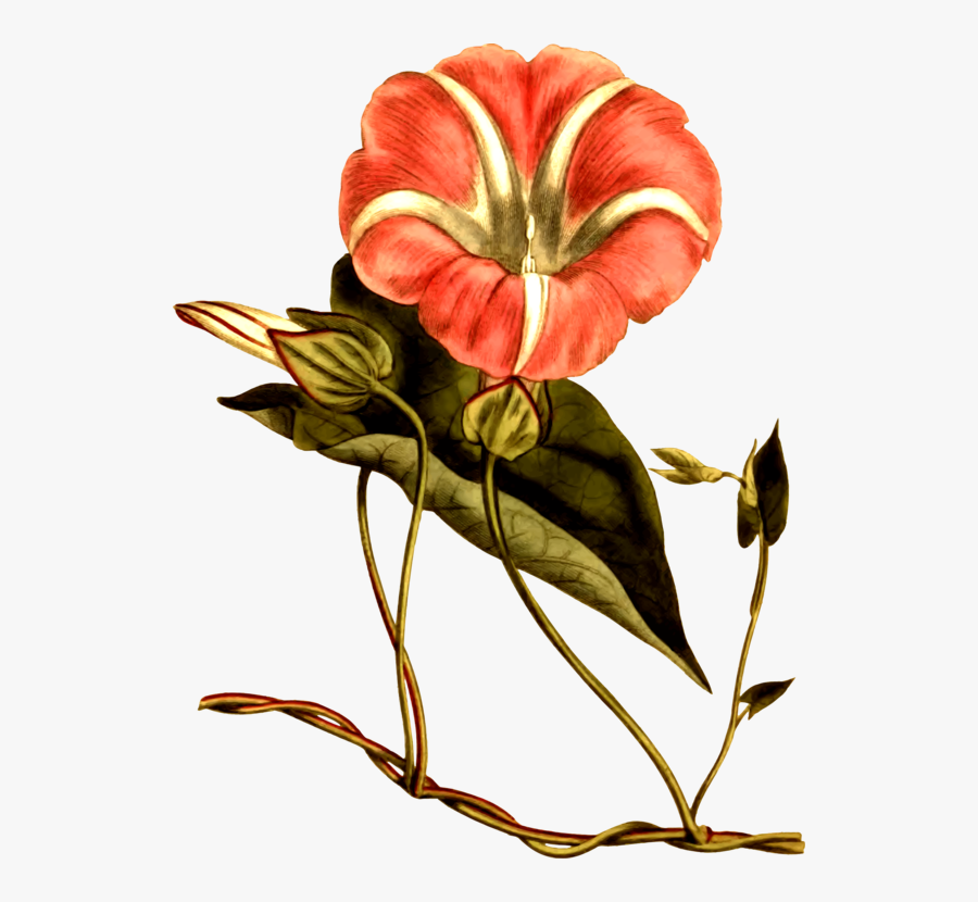 Flower, Transparent Clipart