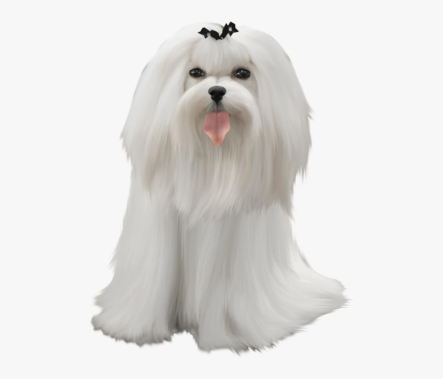 Maltese, Transparent Clipart