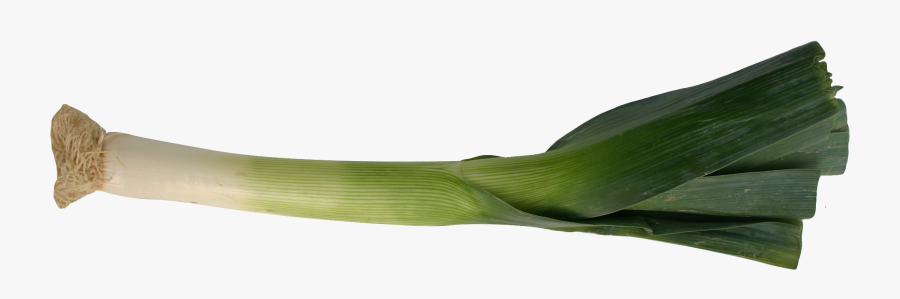 Leek - Leek Png, Transparent Clipart