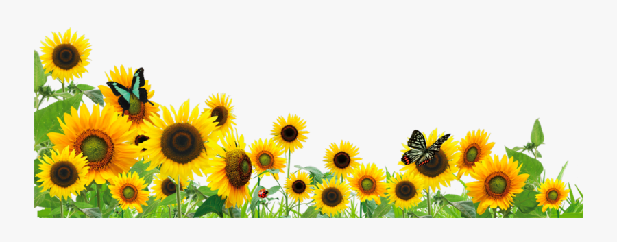 #ftestickers #flowers #sunflowers #butterfly #border - Border Sunflower Clipart, Transparent Clipart