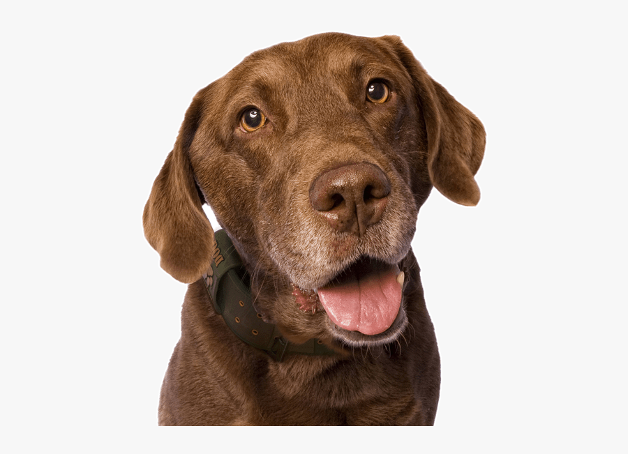 Clip Art Labrador Retriever Puppies Dogs - Dog Yawns ...