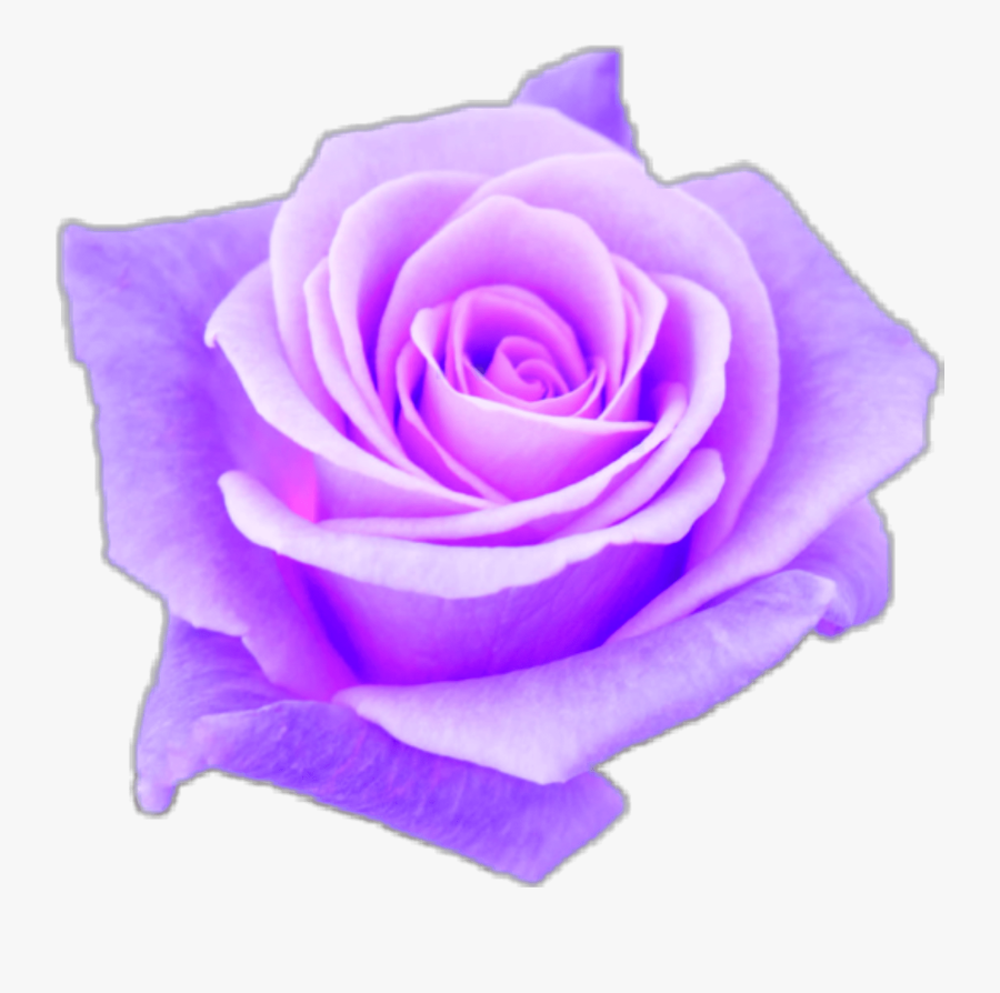 Aesthetic Purple Rose Www Topsimages Com Aesthetic Purple Rose Png Free Transparent Clipart Clipartkey - asthetic purple roblox logo png
