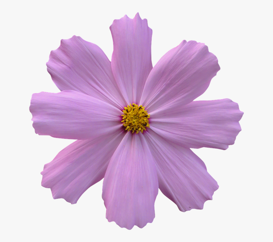 Cosmos, Flower, Garden, Nature, Purple - Purple Flower Transparent Background, Transparent Clipart