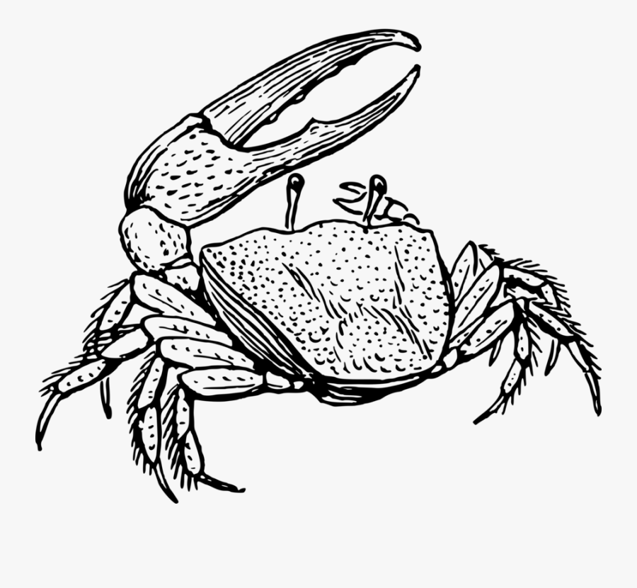 Art,monochrome Photography,monochrome - Drawing Fiddler Crab, Transparent Clipart