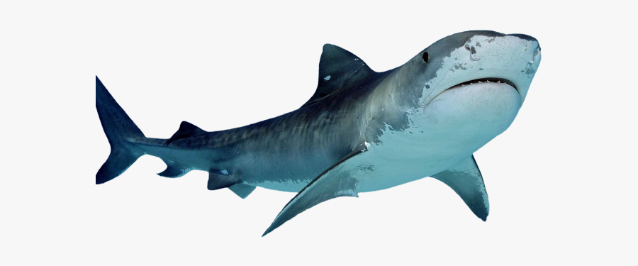 Tiger Shark Clipart Zebra Shark - Great White Shark Transparent Background, Transparent Clipart