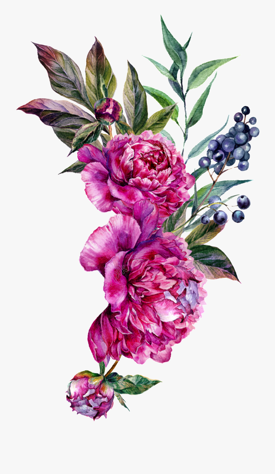 Vector Bouquet Peony - Peonies Flower Vector Png, Transparent Clipart