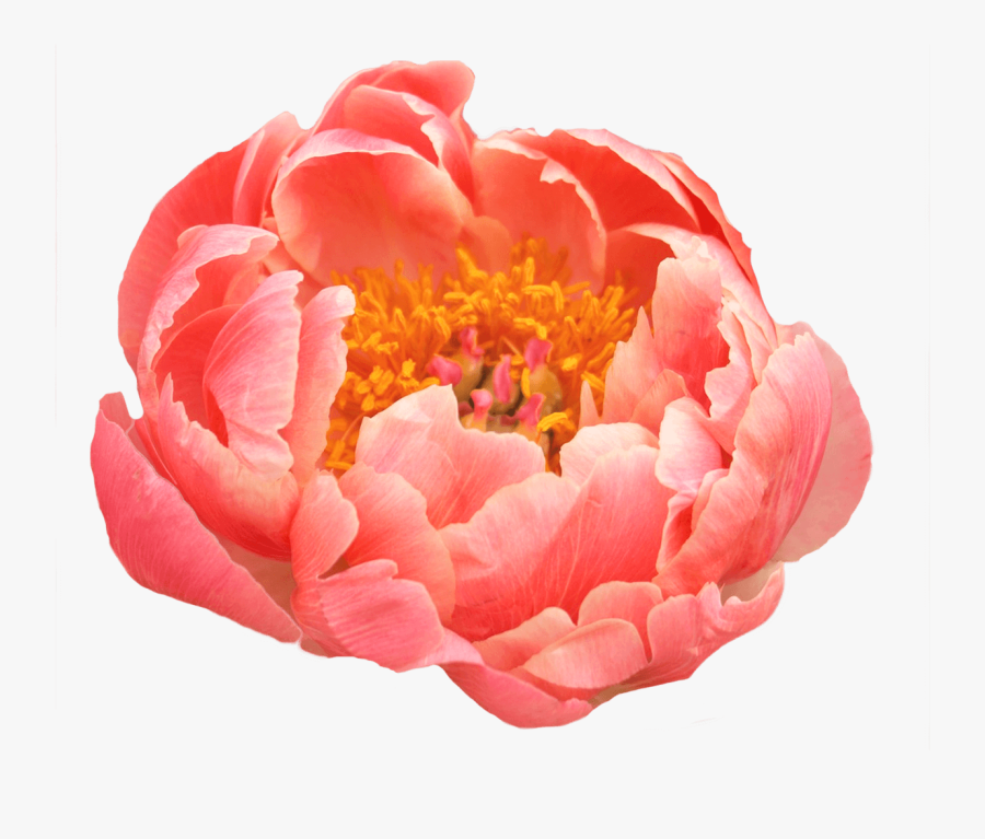 Coral Peonies - Coral Charm Peony, Transparent Clipart