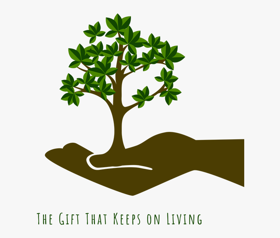 Adopt A Tree %285%29 - Desenho Planta Arvore, Transparent Clipart