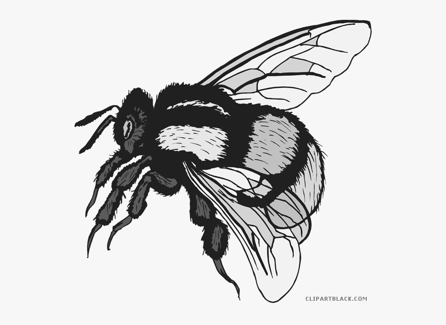 Clipart Free Bumble Bee - Bee Image Free Png, Transparent Clipart
