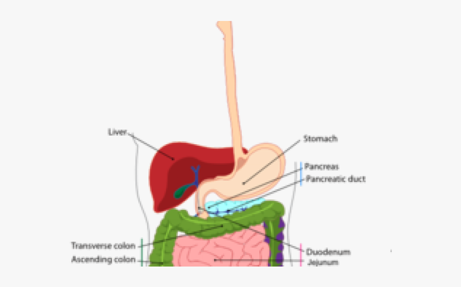 Esophagus Cliparts - Digestive System Diagram, Transparent Clipart