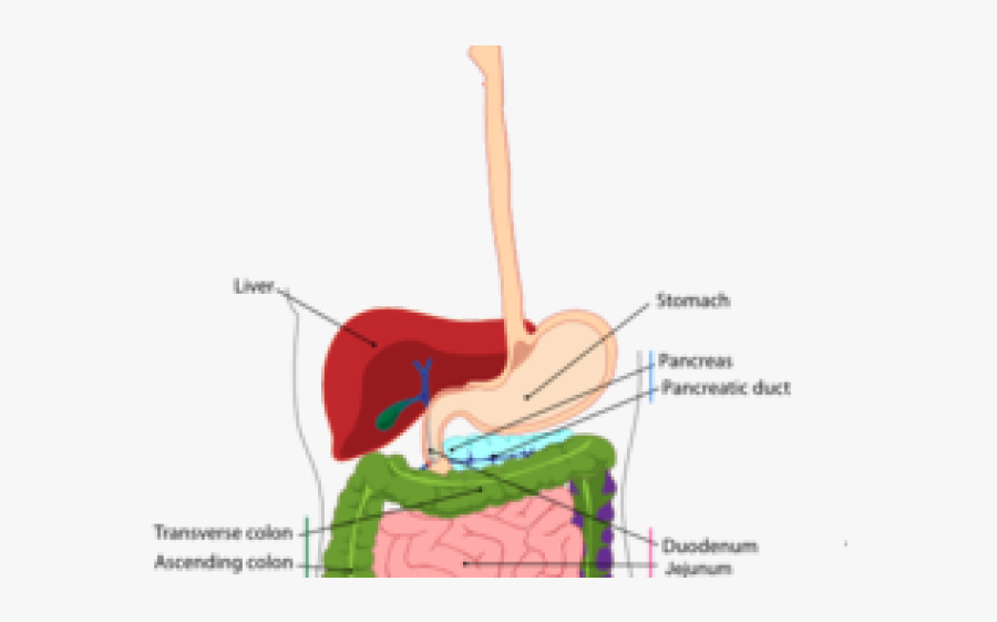 Esophagus Cliparts - Digestive System Diagram , Free Transparent ...