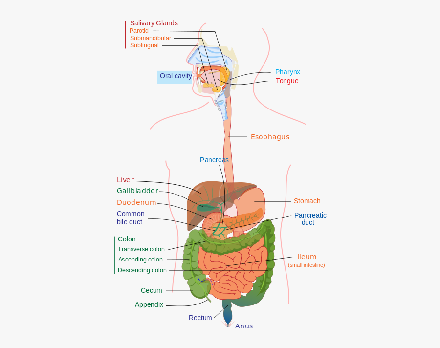 Clip Art Gastric Caecae - Digestion Process, Transparent Clipart