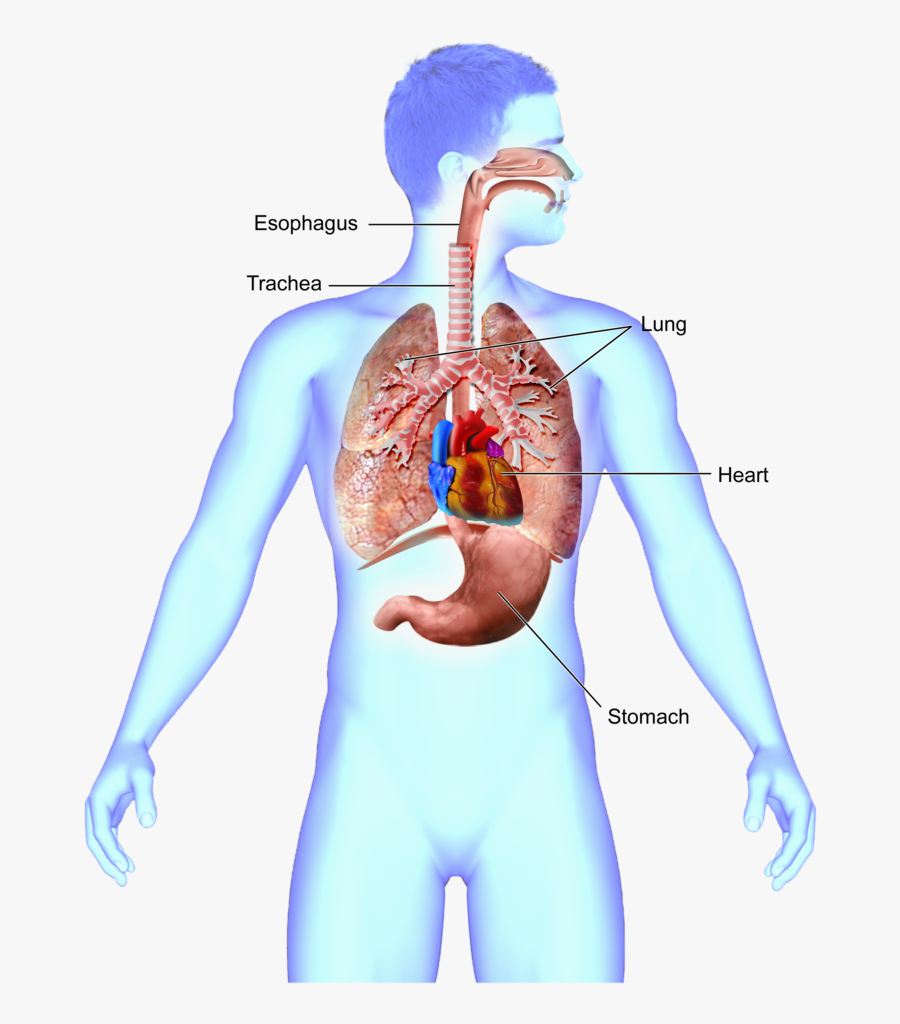 Transparent Human Stomach Clipart - Mouth To Lung And Stomach, Transparent Clipart