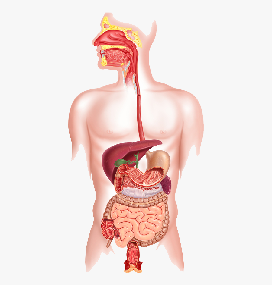 Mouth And Esophagus - Digestive System, Transparent Clipart