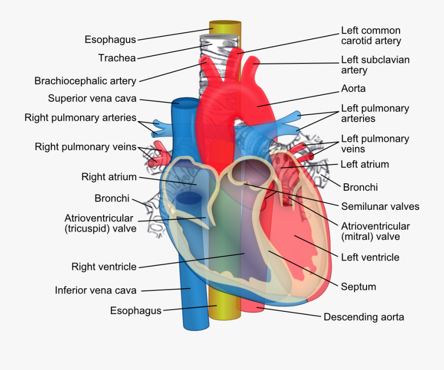 Diagram Of The Heart , Free Transparent Clipart - ClipartKey