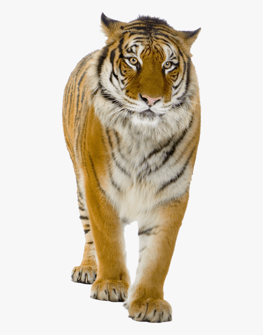 Walking Tiger - Tiger Png, Transparent Clipart