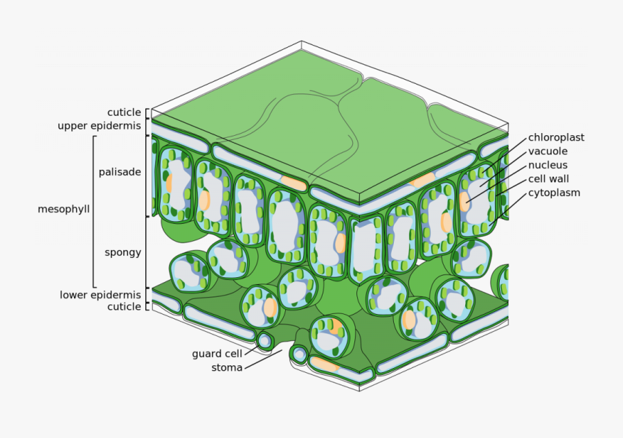 Clip Art Chloroplast Cartoon - Structure Of A Leaf Gcse , Free ...