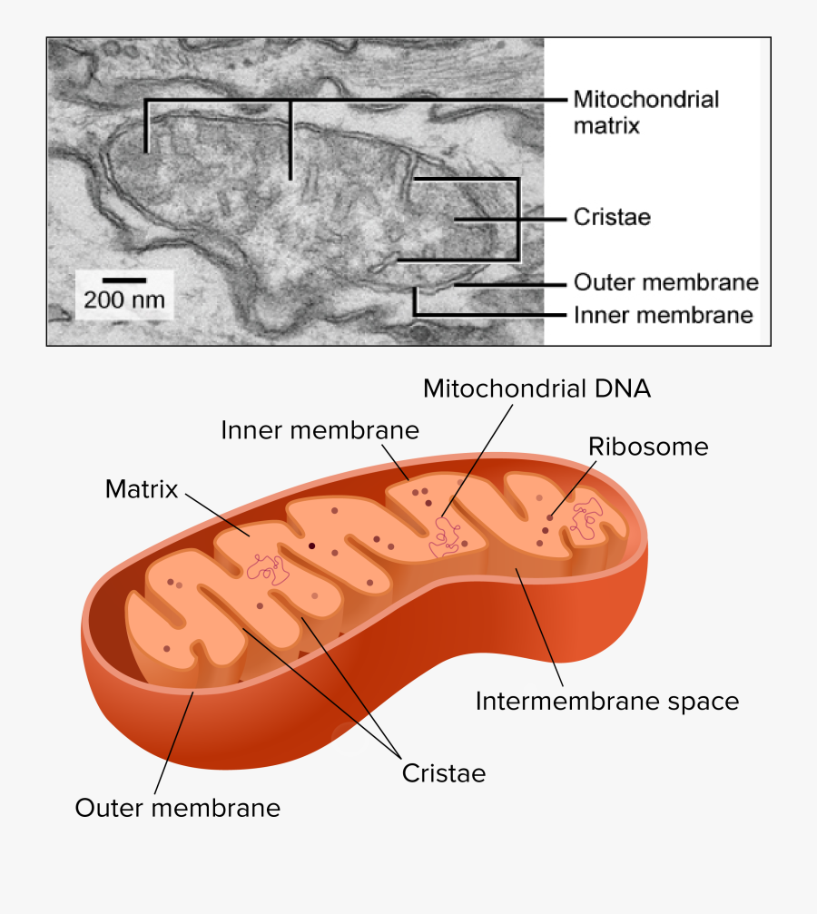 Clip Transparent The Cytoskeleton Video Khan - Electron Transport Chain For Cellular Respiration Located, Transparent Clipart