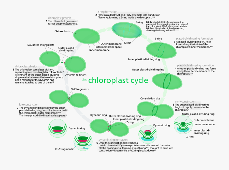 Original File Svg File Nominally 1 600 215 1 120 Pixels - Chloroplast Division In Plant Cells, Transparent Clipart