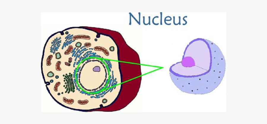 Nucleus In An Animal Cell, Transparent Clipart