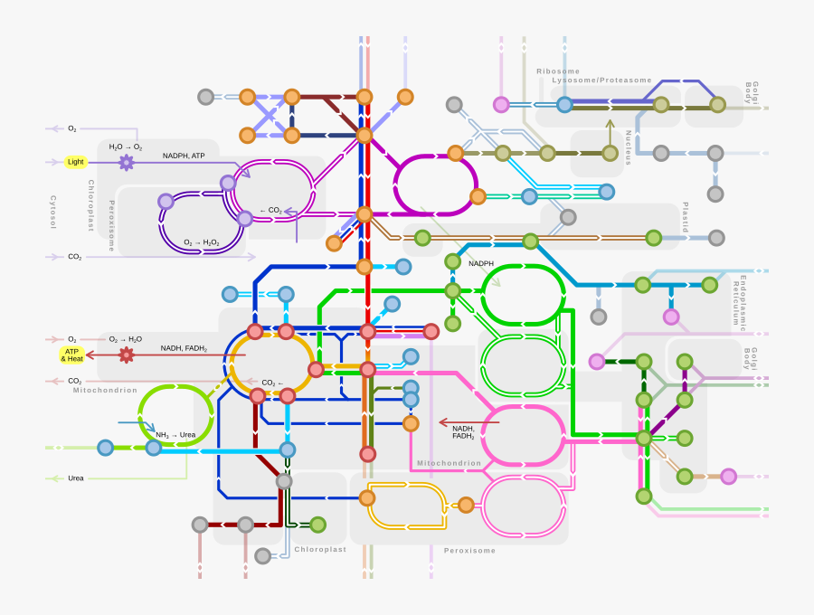 Metabolic Metro Map Jpg, Transparent Clipart