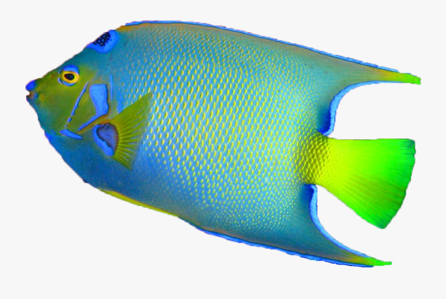 Fish png. Морские рыбы на прозрачном фоне. Рыбка на прозрачной основе. Рыба экзотические прозрачный фон. Морские рыбки на прозрачной основе.