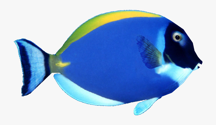 Blue Tang Png - Ocean Fish Transparent Background, Transparent Clipart