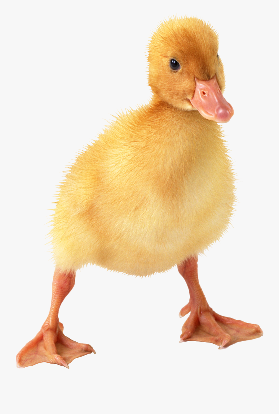 Little Duck Png Image - Little Duck Png, Transparent Clipart