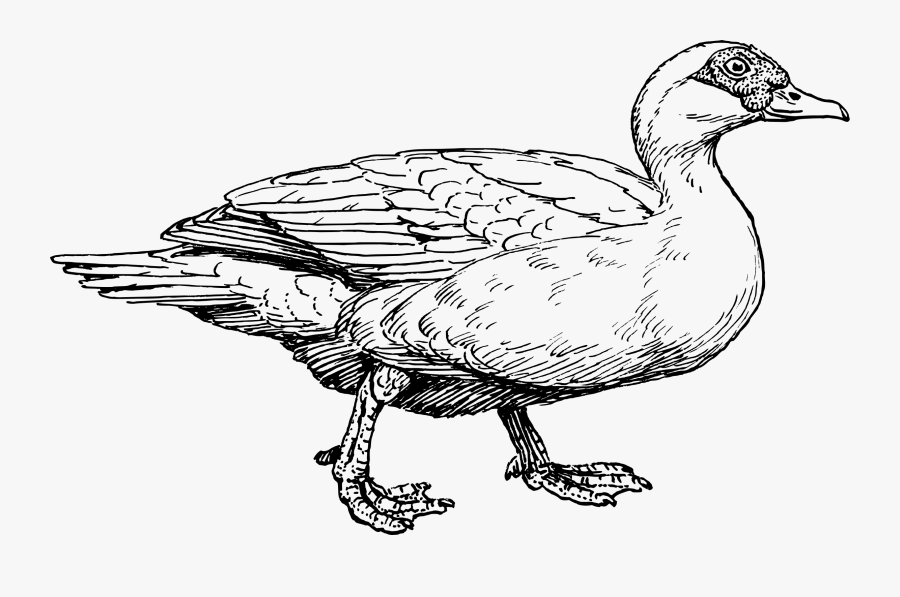 Transparent Duck Clipart Black And White - Muscovy Duck Coloring Pages, Transparent Clipart