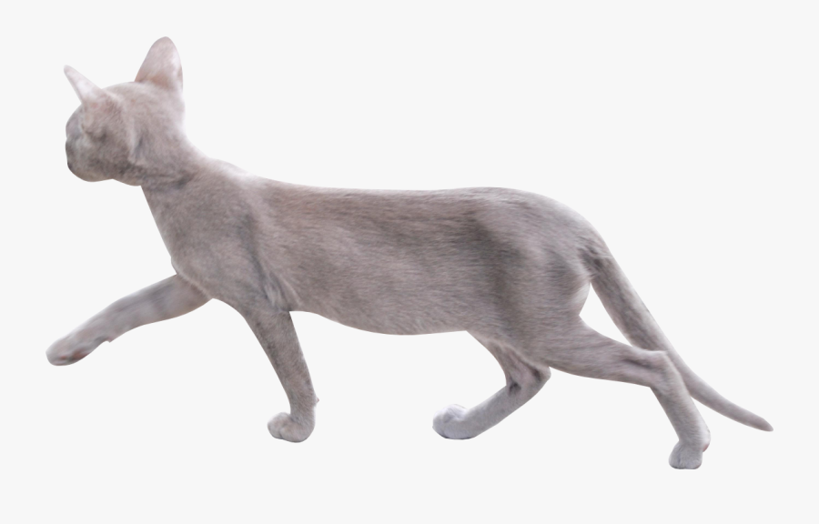 Walking Cat Transparent Background, Transparent Clipart