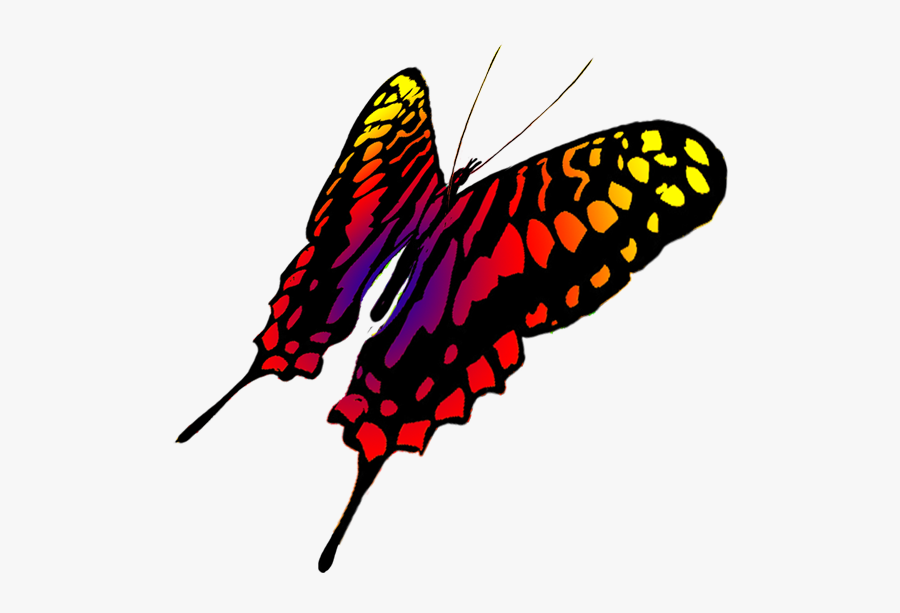 Drawing Of Swallowtail Butterfly - Papilio, Transparent Clipart