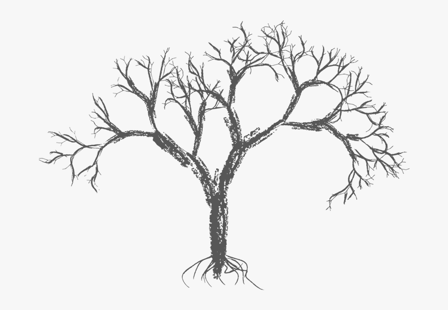 Twig Drawing Tree - Free Vector Tree, Transparent Clipart