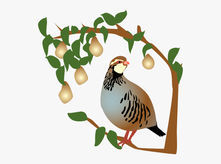 12 Days Of Christmas Partridge In A Pear Tree, Transparent Clipart