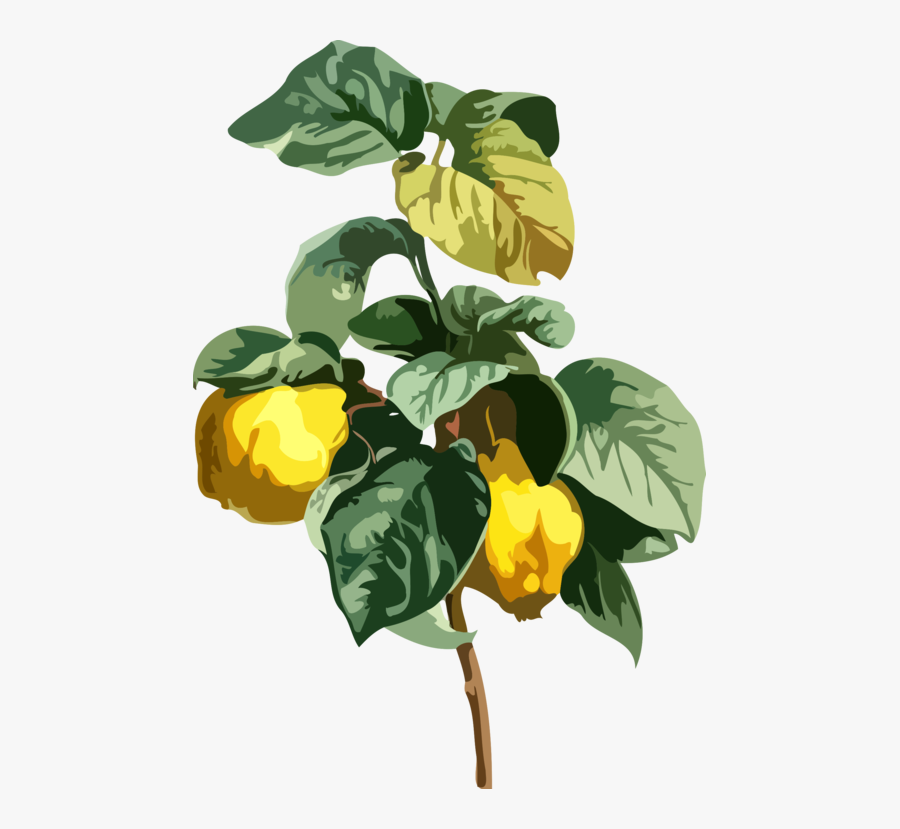 Plant,flower,leaf - Pancrace Bessa, Transparent Clipart