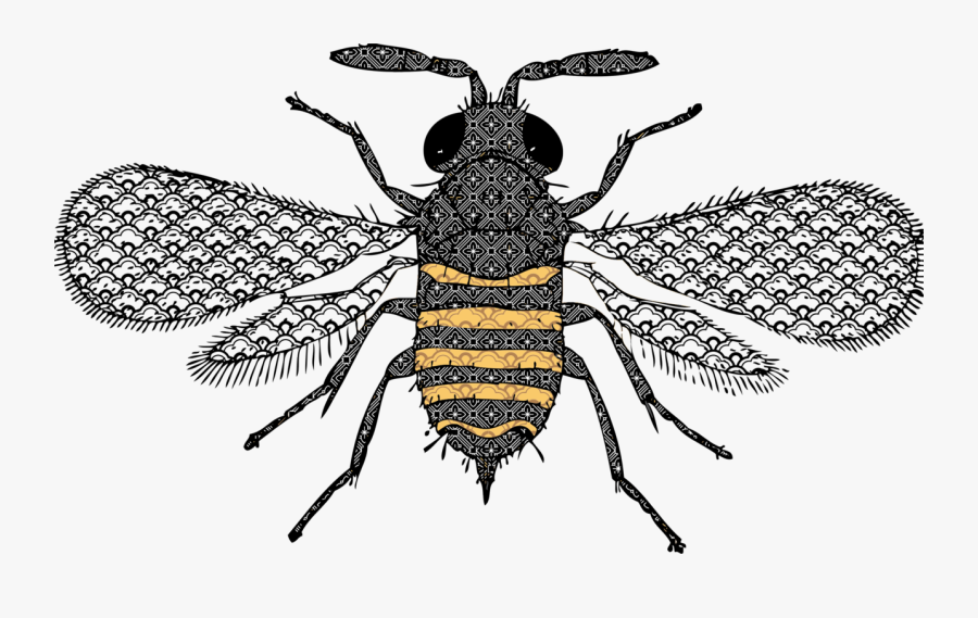 Fly,honey Bee,pollinator - Bee Detailed, Transparent Clipart