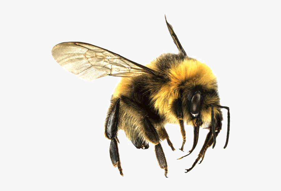 Flying Bee Png - Bees And Wasps, Transparent Clipart